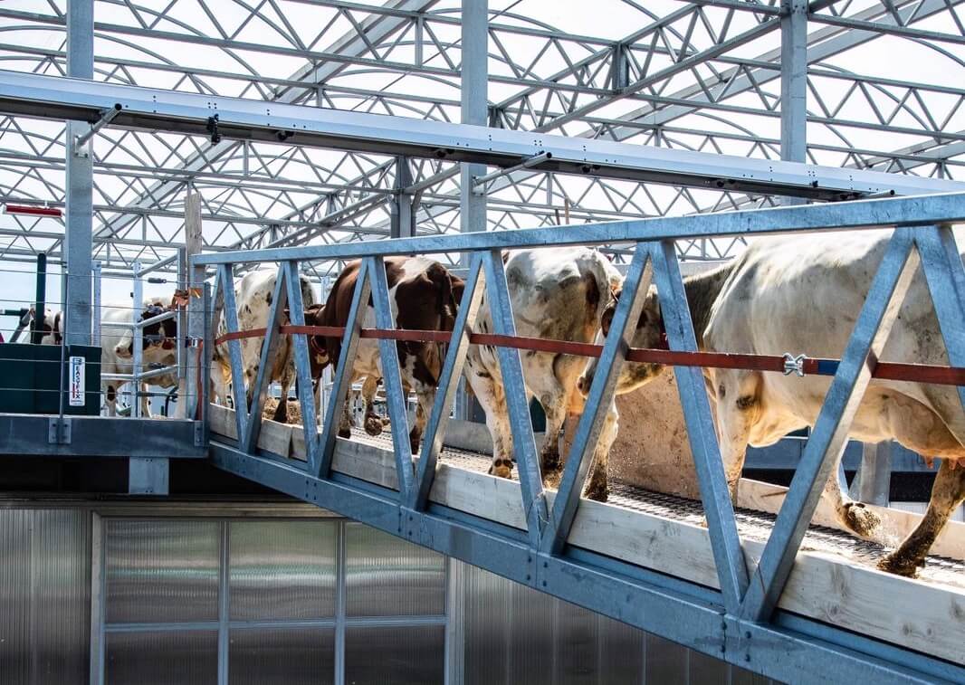 32 cows arriving at Floating Farm in Rotterdam